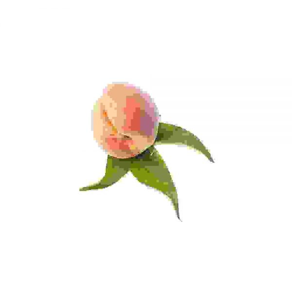 Apples