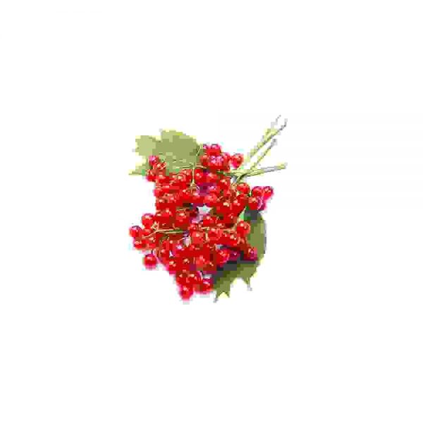 Currant fruit